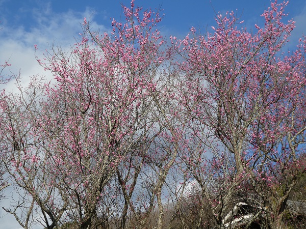 春だが、まだ冷たい風の中、青空を背景に梅はキリリと咲く ～再度忍坂を歩く（2019.3.13）①